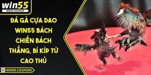 Đá gà cựa dao