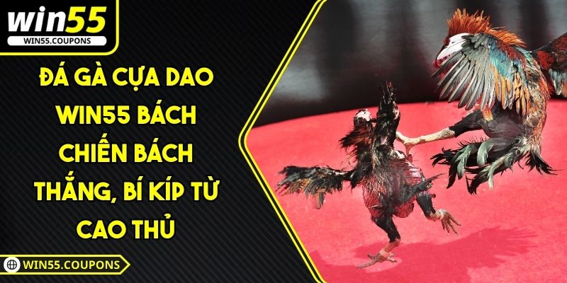 Đá gà cựa dao