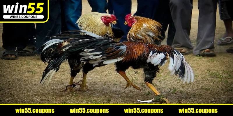 Đôi nét về đá gà cựa dao