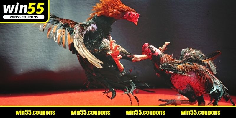 Khám phá sức hút của sân chơi đá gà tại nhà cái WIN55
