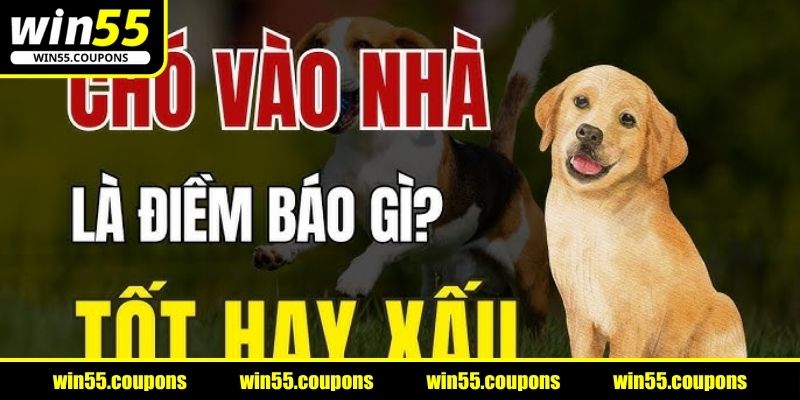 Nằm mộng chó chạy vào nhà