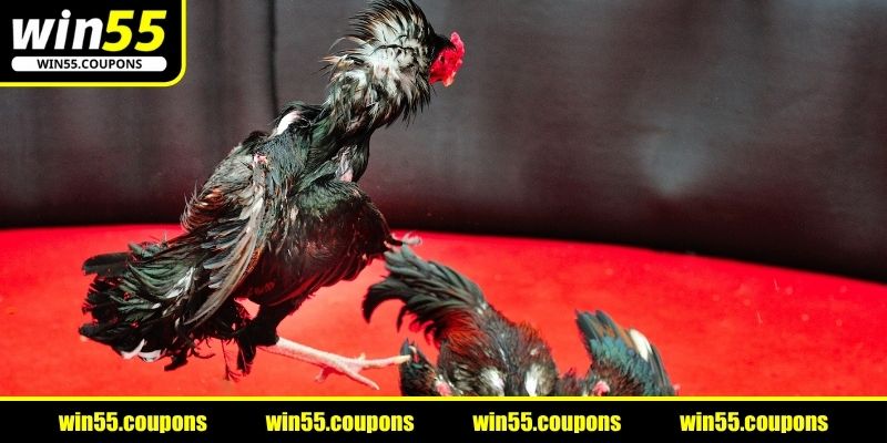 Tiêu chuẩn cân nặng gà chiến